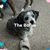 Rhoda Fox-Bringard's profile image