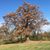 Donna Hein Amburn's profile image