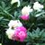 Phyllis Lombardo's profile image