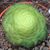 Linna Mello's profile image