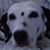 Dixie Duppstadt's profile image