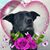 SueAnn D'Agata Boyd's profile image