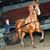 Kathi Landers's profile image