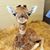Ilene Sandman's profile image
