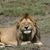 Patty Carpenter Worden's profile image