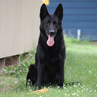 Dianna Heverly's profile image