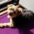 Daneen Homchak Mohar's profile image
