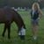 Laurie Allinger's profile image