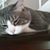Dana Pipkin's profile image