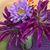 Julie Shalvoy's profile image