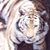 Shelly Bettles's profile image