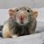 Blu Rattery's profile image