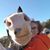 Cindy Hudson Edmondson's profile image
