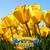 Annette Marie Weenum's profile image
