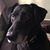 Hedley Lamarr's profile image