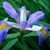 Diane Lancaster's profile image