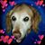 Ann Durso's profile image