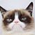 Shannon D Choneska's profile image