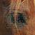Renee Hairgrove Gish's profile image