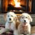 Carolyn Olson Rashid's profile image