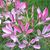 Bea Greever-Clements's profile image