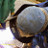 Mannon Pipeline's profile image