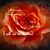 Lynnette Carpenter's profile image