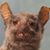 Mandrake Martini's profile image