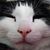 Cheryl Hosie's profile image