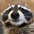 Jesse Poore's profile image