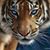 Sandy DeStefano's profile image