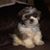 Terrina Showalter McIntosh's profile image