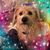Alyssa Auge's profile image