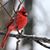 Susan McNickle's profile image