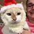 Lillian Harmon's profile image
