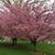 Beth Thomas Maszor's profile image