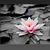 Claudia Edwards's profile image