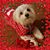 Donna Glueck's profile image