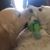 Karen Couture's profile image