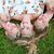 Renee Lindamood's profile image