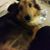 Stephanie Pethtel's profile image