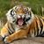 Dheeraj Bk's profile image