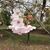 Margaret Schene Heinz's profile image
