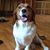 Gail Dittmer's profile image