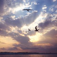 Debbie Johnson Carter's profile image