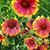 Majerle Roloff's profile image