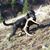 Darcie Reynard's profile image