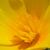 Roanna Lauts's profile image