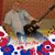 Sima Prince's profile image