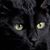Amanda L Hughes's profile image